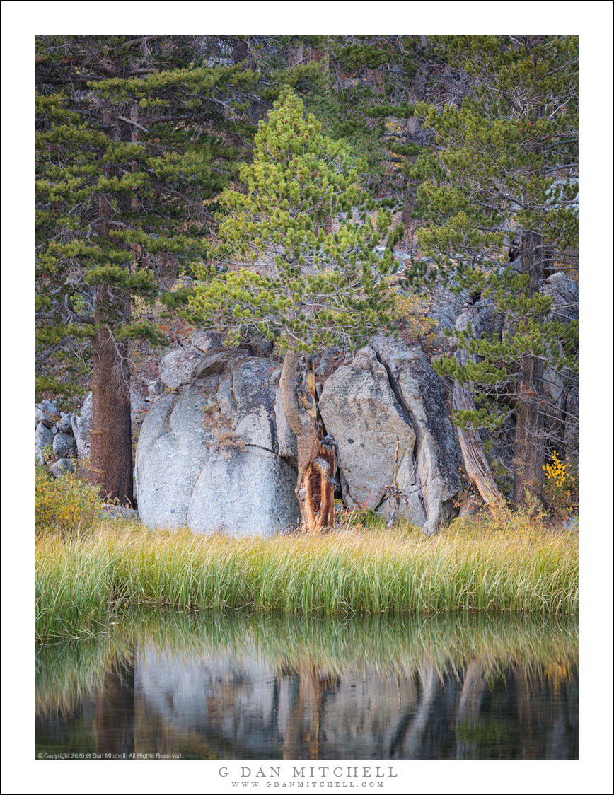 Forest, Boiulder, and Pond