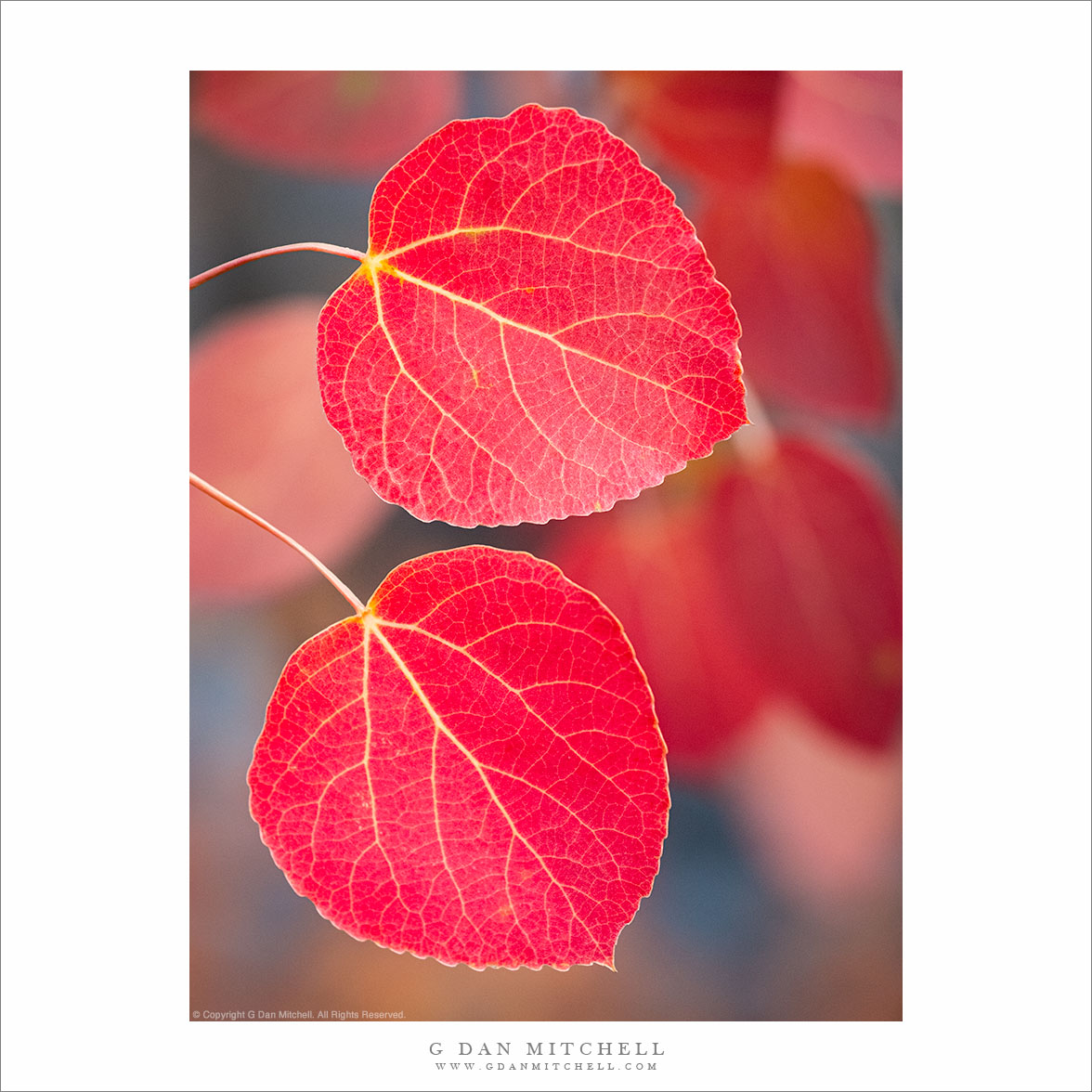 Two Red Leaves
