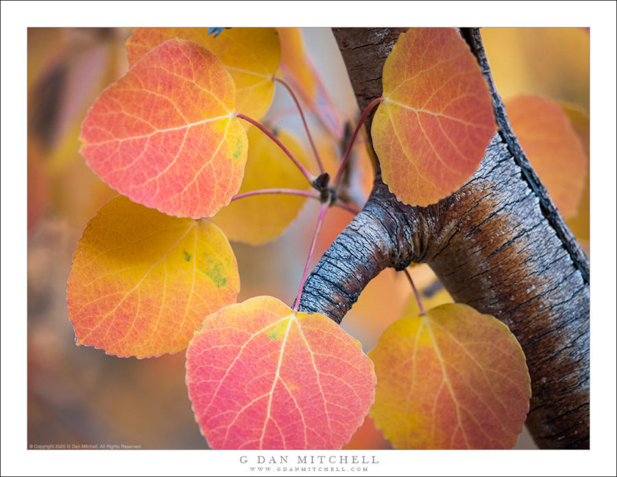 Aspen Leaves and Branches G Dan Mitchell Photography
