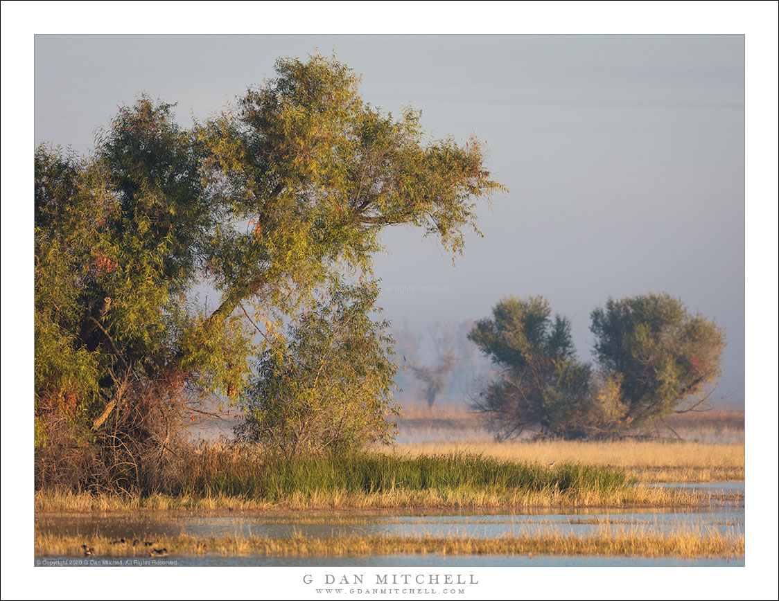 Autumn Trees and Morning Fog