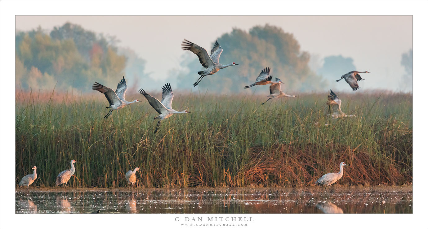 Crane Departure, Morning