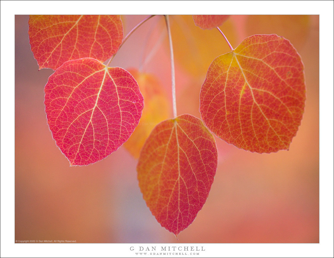 Autumn Aspen Leaves Cluster G Dan Mitchell Photography