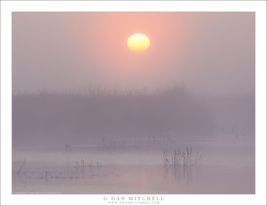 Tule Fog, Wetland Sunrise