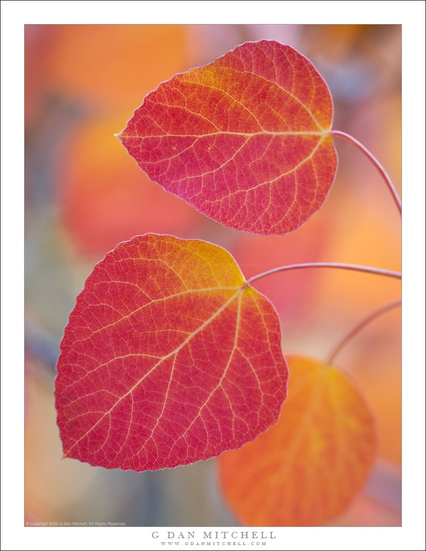 Backlit Aspen Leaves