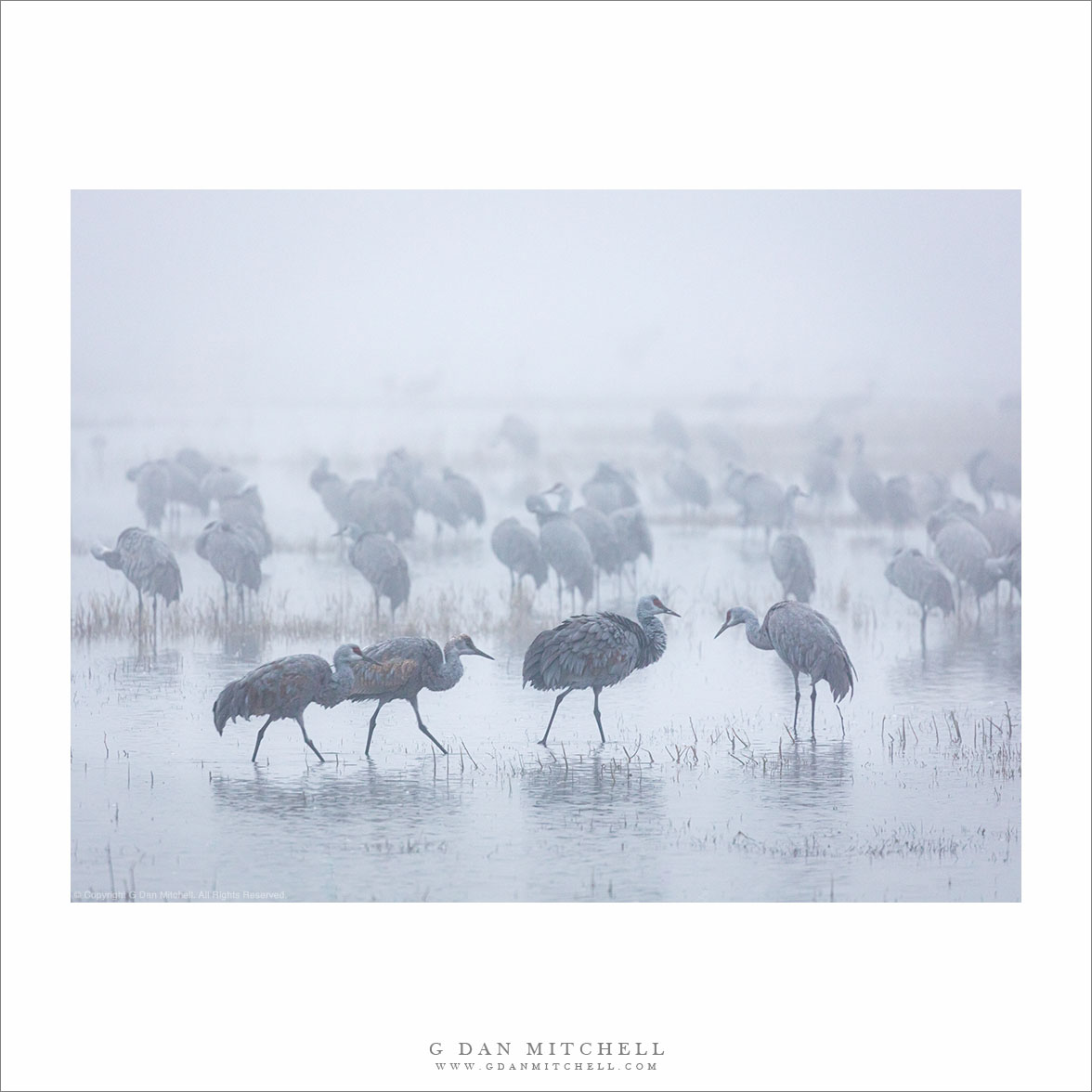 Crane Quartet, Fog
