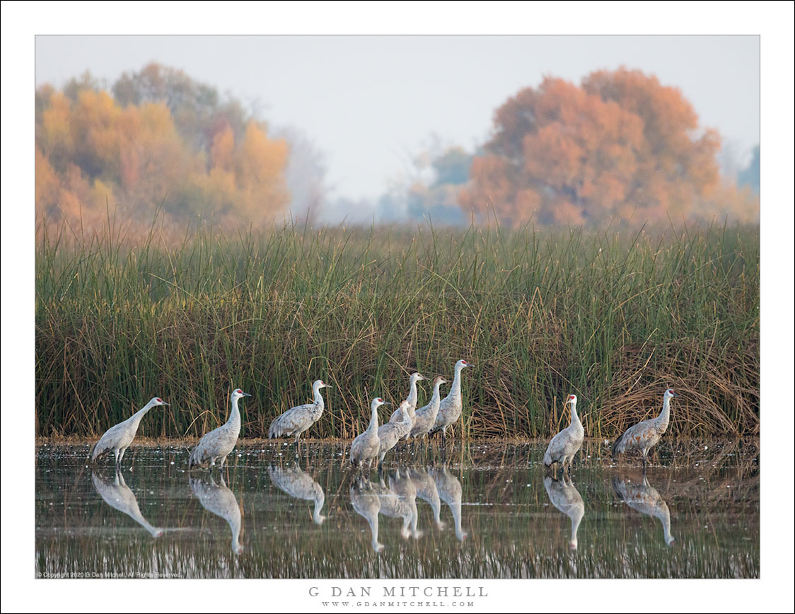 Cranes, Pond, Autumn Morning