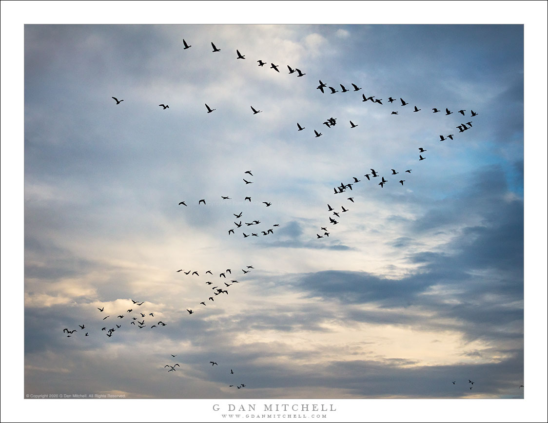 Geese, Autumn Sky