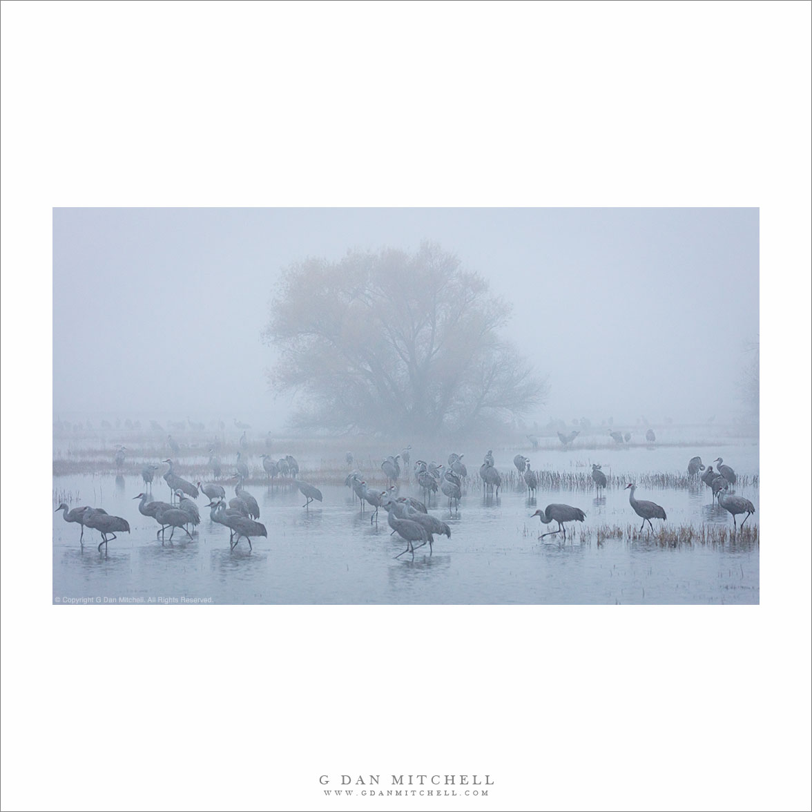 Sandhill Cranes and Tree, Tule Fog