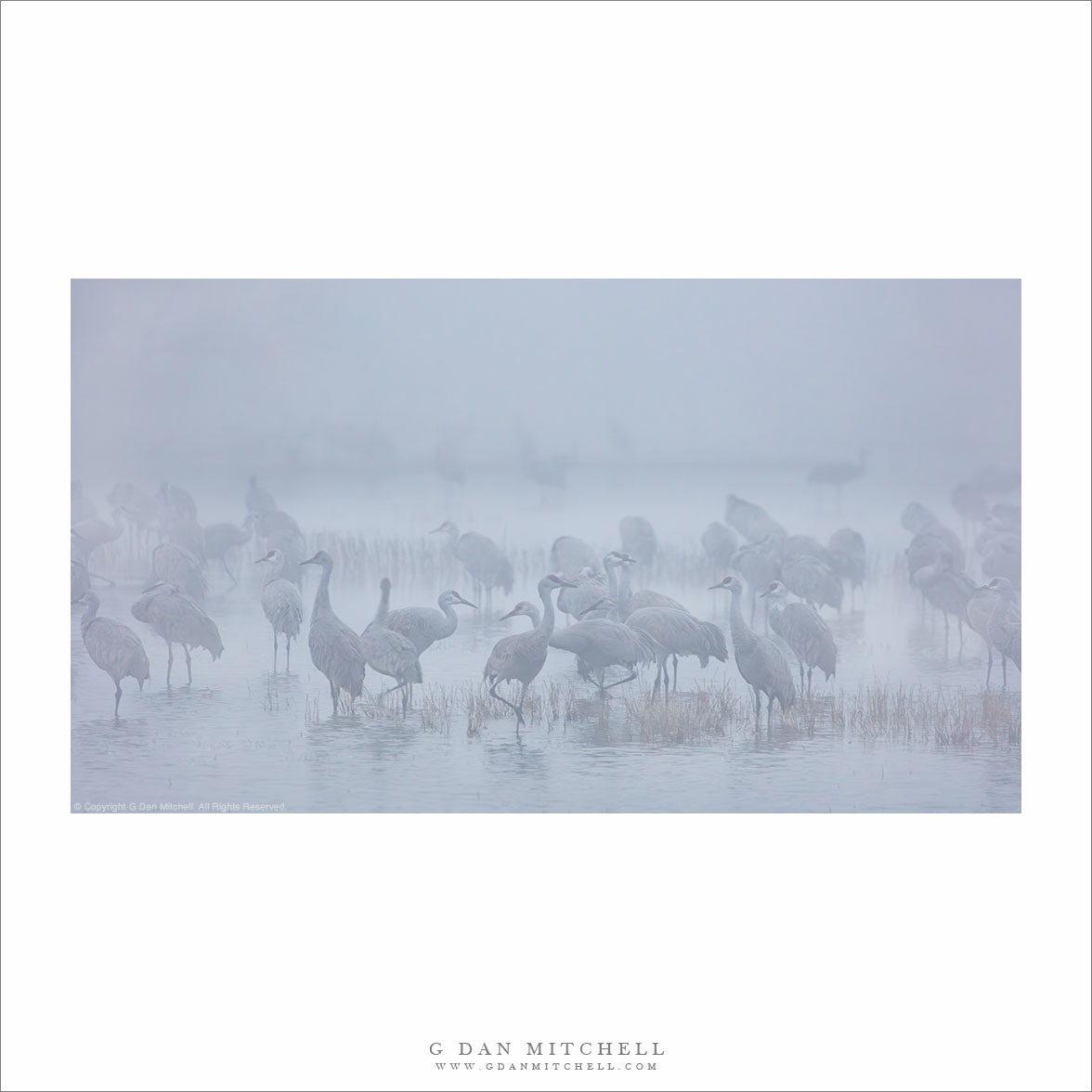 Sandhill Cranes, Tule Fog