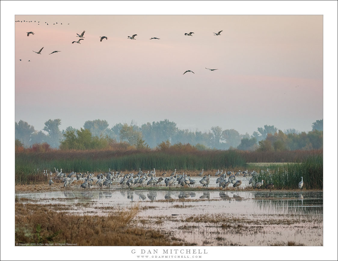 Wetlands Cranes, Dawn