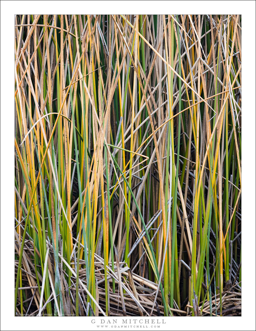 Winter Reeds