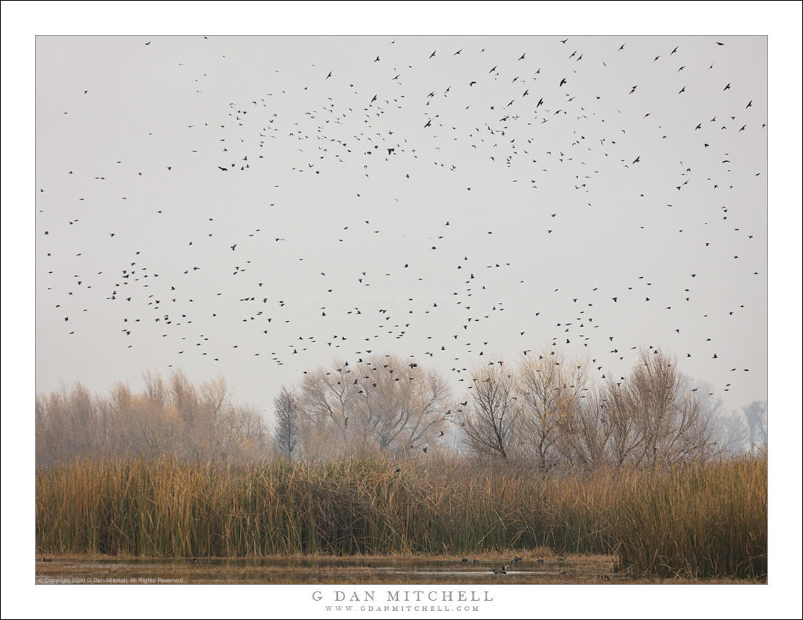 Blackbirds in Winter Sky