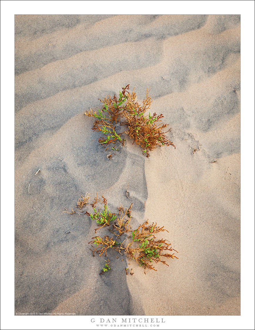 Sand Dune Plants, Evening