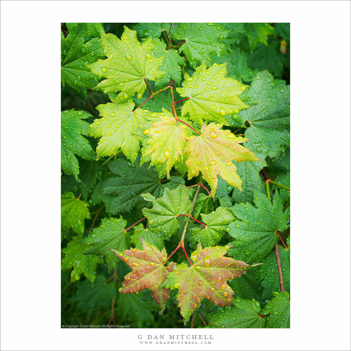 Leaves in Rain, Portland