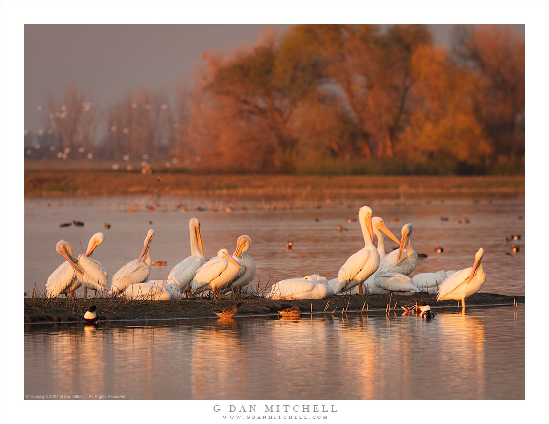 White Pelicans, Sunset Light