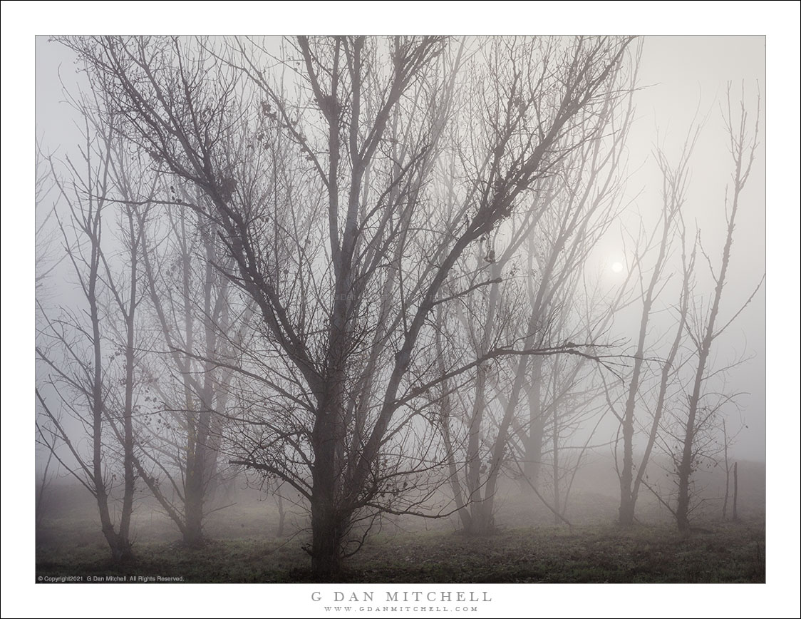 Winter Sun, Fog, Trees