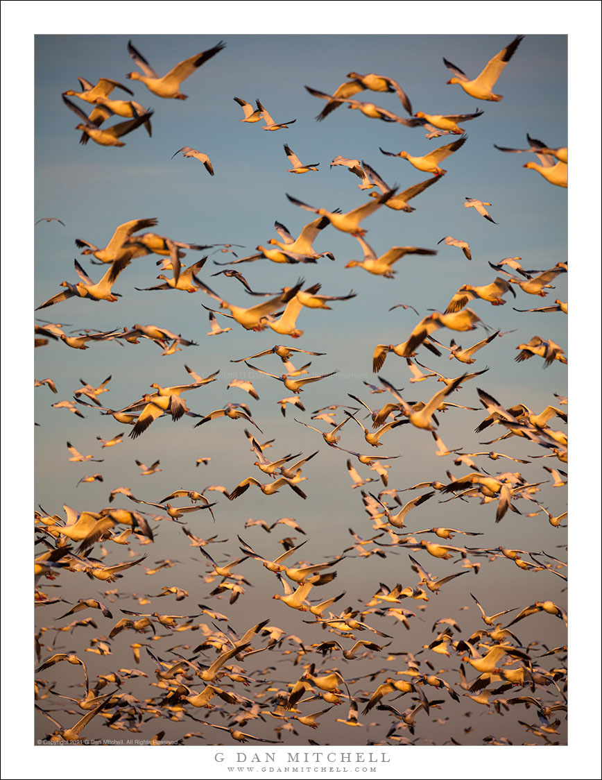 Geese, Evening Sky