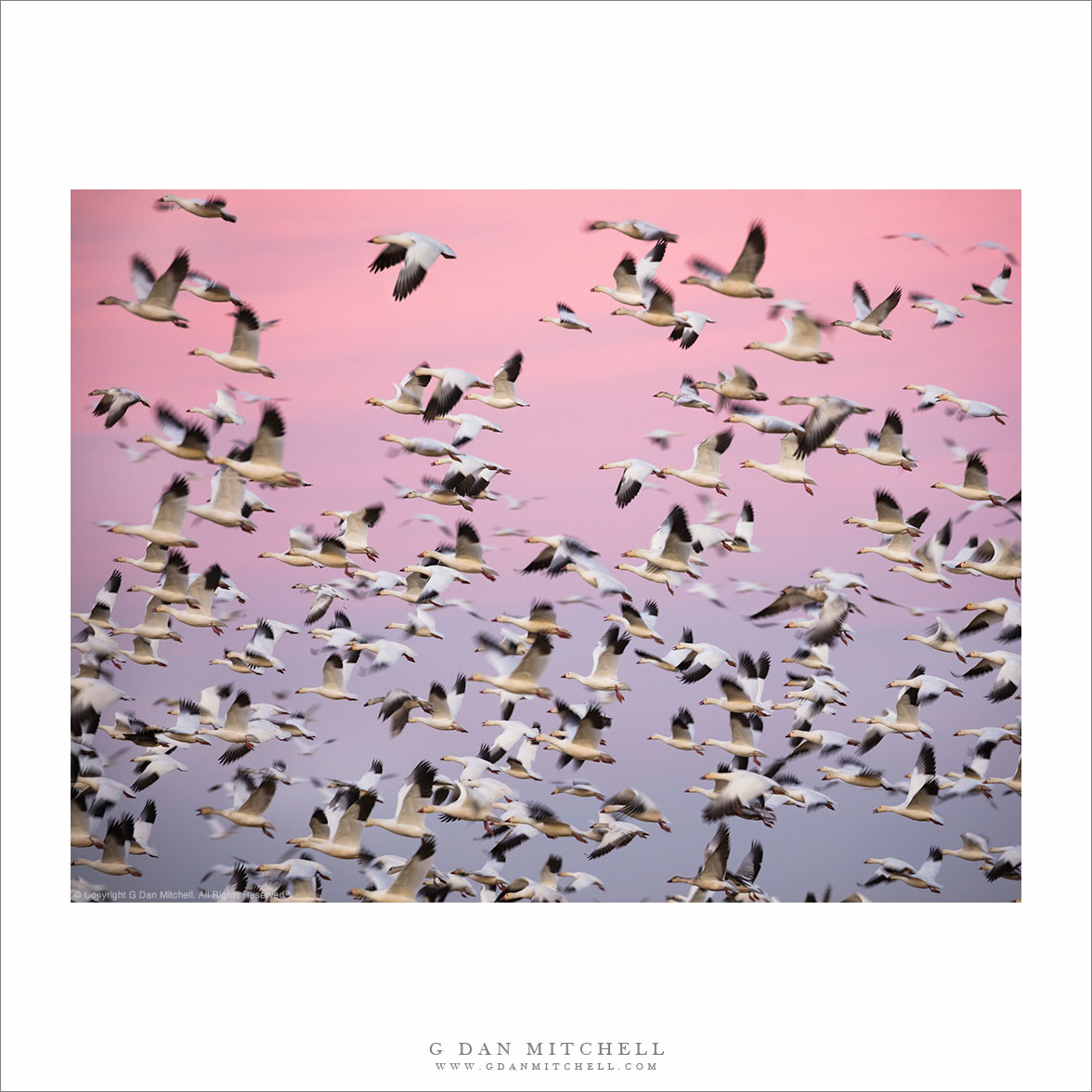 Geese in Flight, Winter Sky