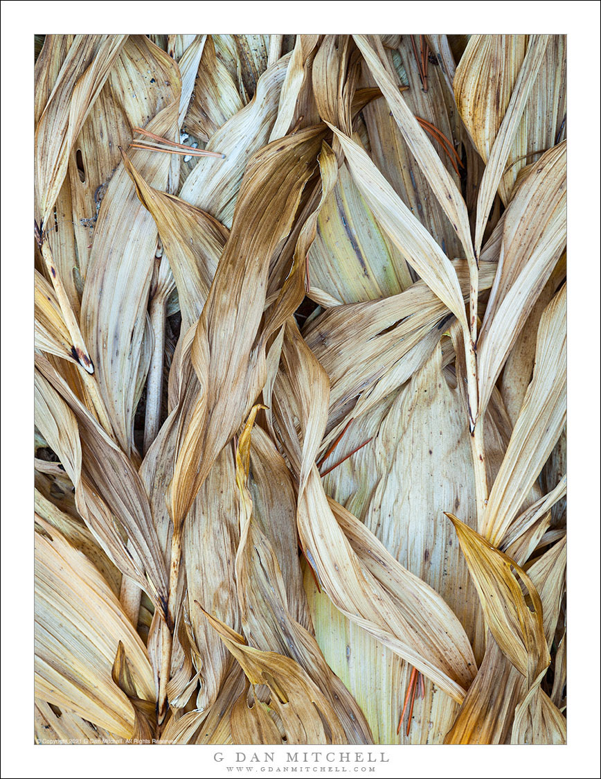 Dry Corn Lily Plants, Autumn