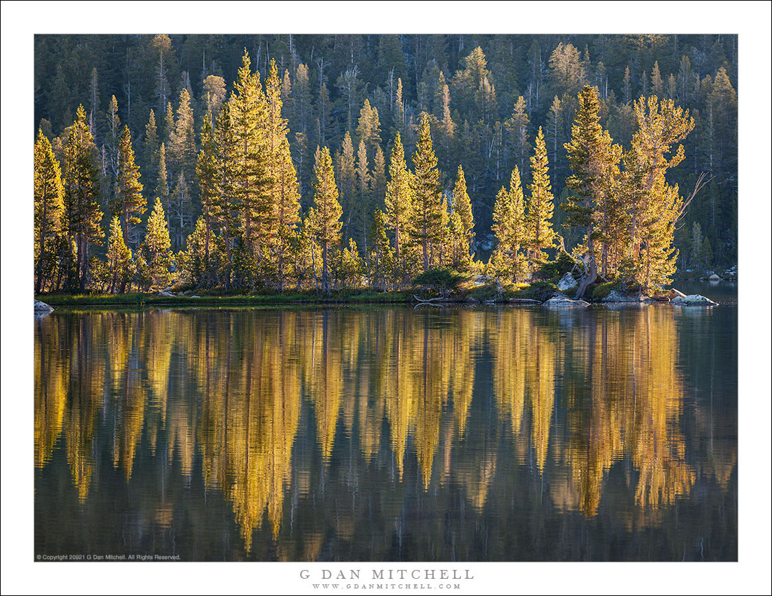 Forest Reflection, Morning