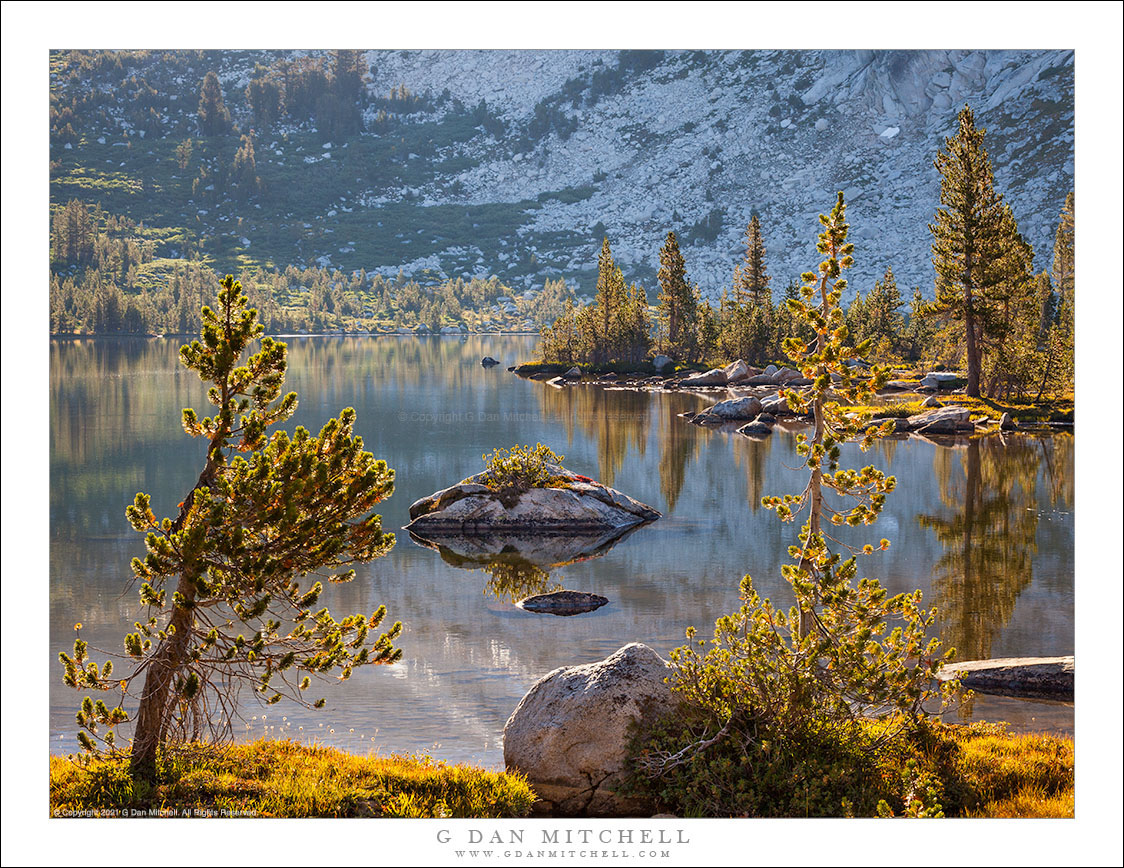 Shoreline Trees, Morning Light