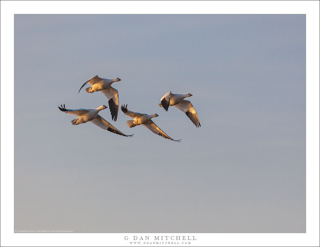 Quartet of Geese