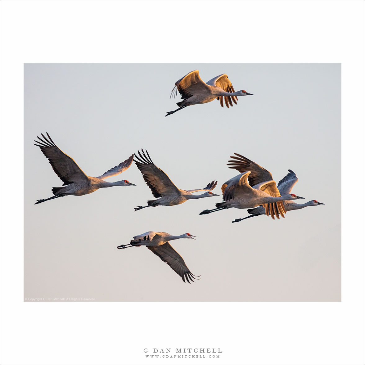 Sandhill Cranes, Morning Light