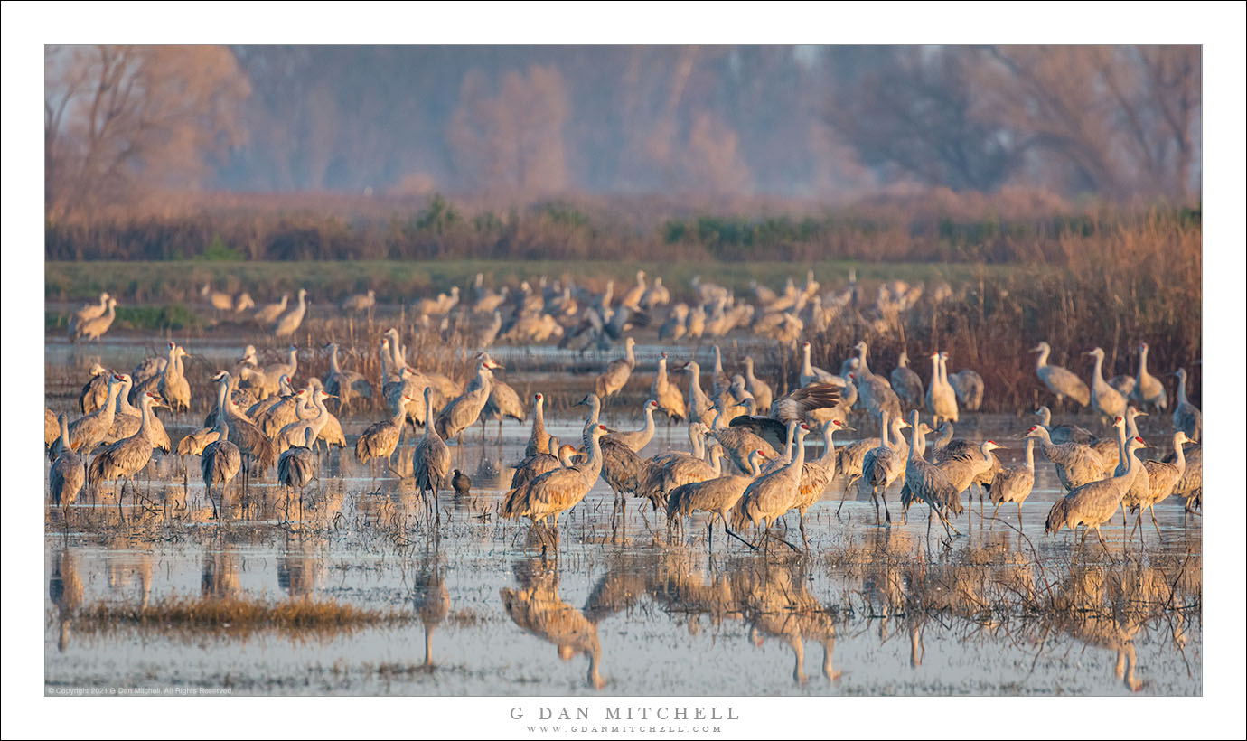 Sandhill Cranes, Winter Morning