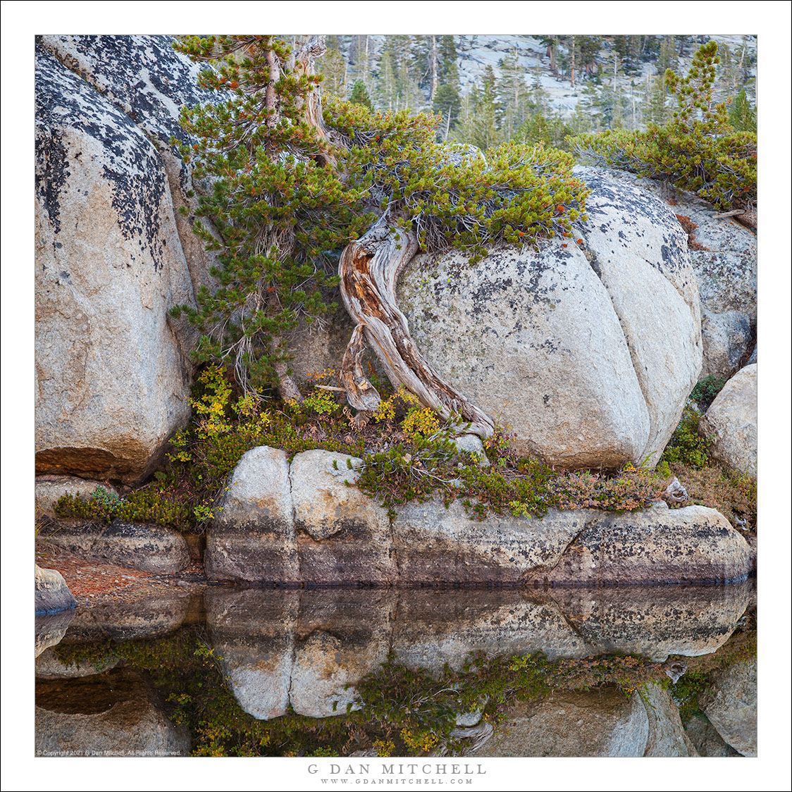 Tree, Boulders, and Shoreline