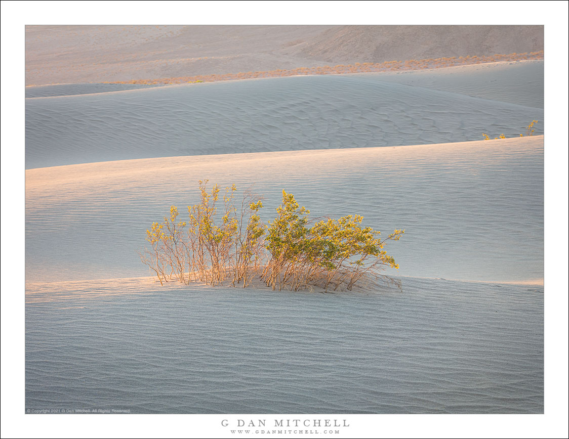 Creosote and Dunes, Morning