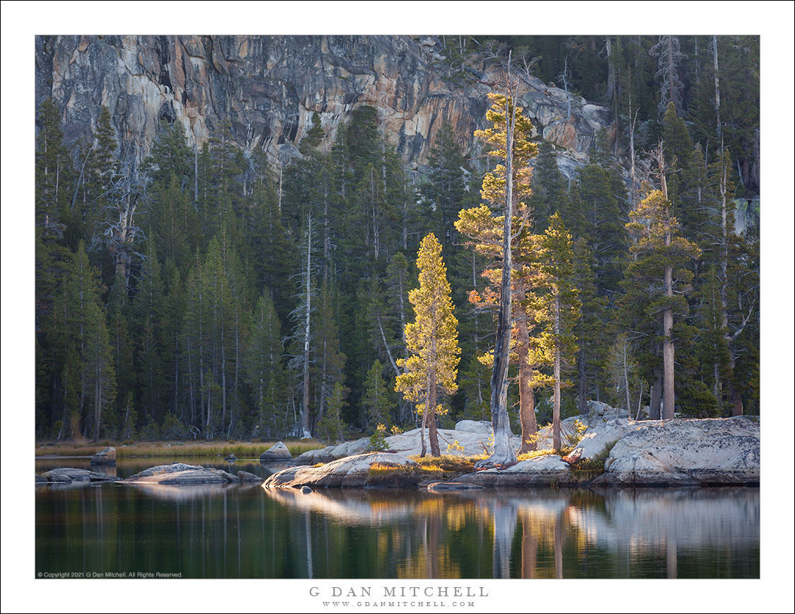 Peninsula Trees, Morning