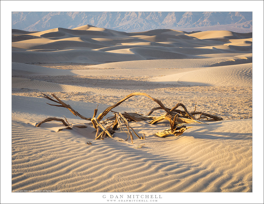 Snag and Dunes, Late Afternoon