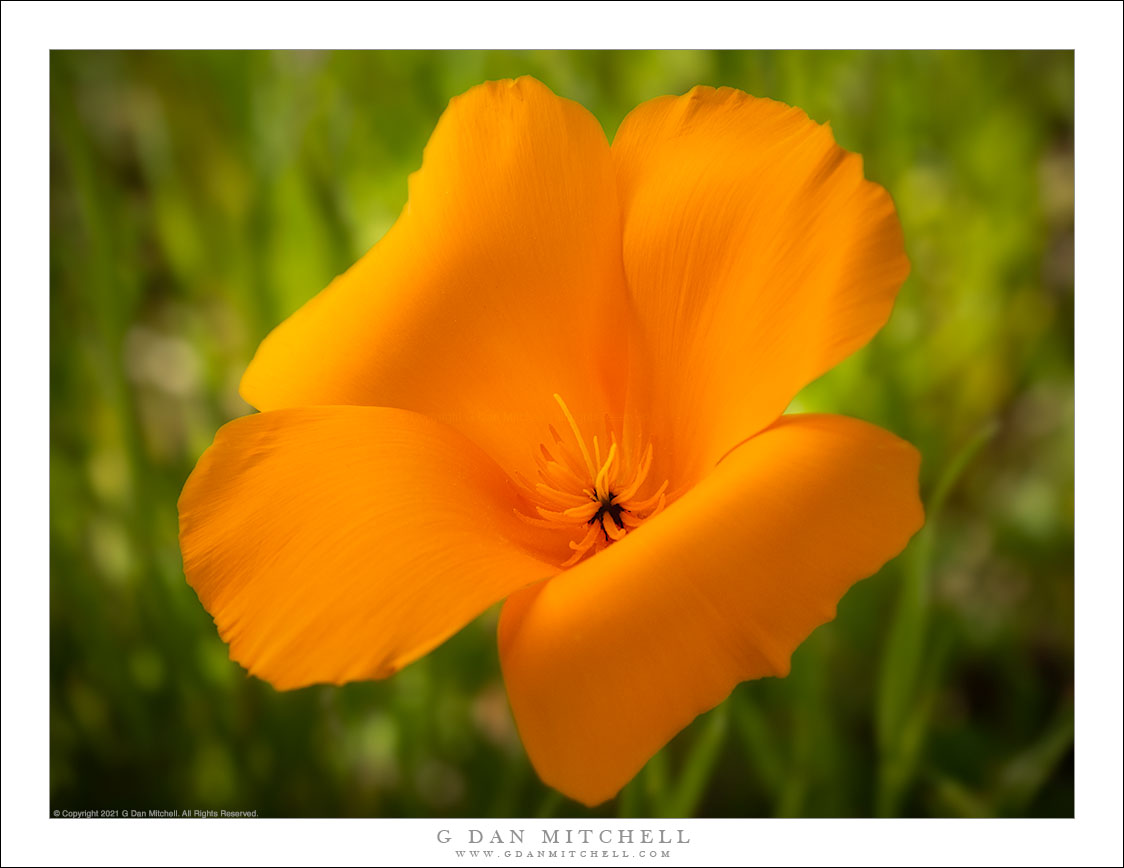 california-golden-poppy-g-dan-mitchell-photography