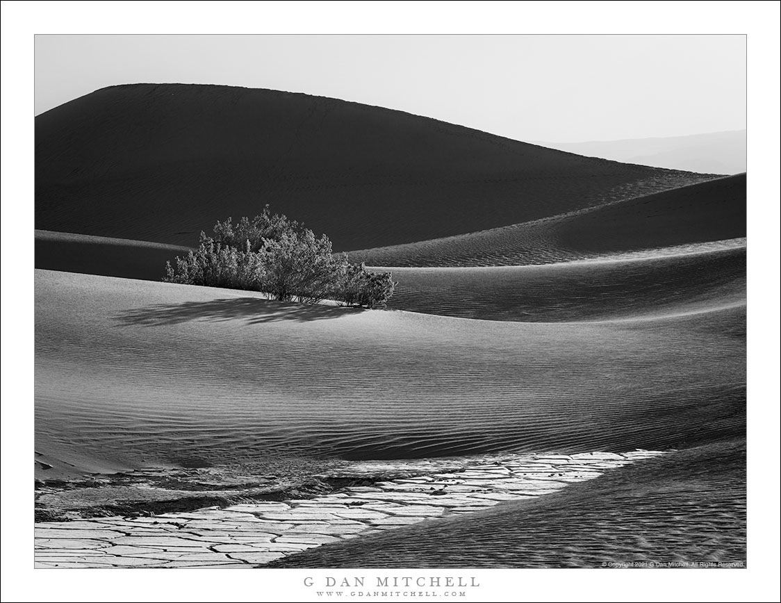 Creosote and Dunes