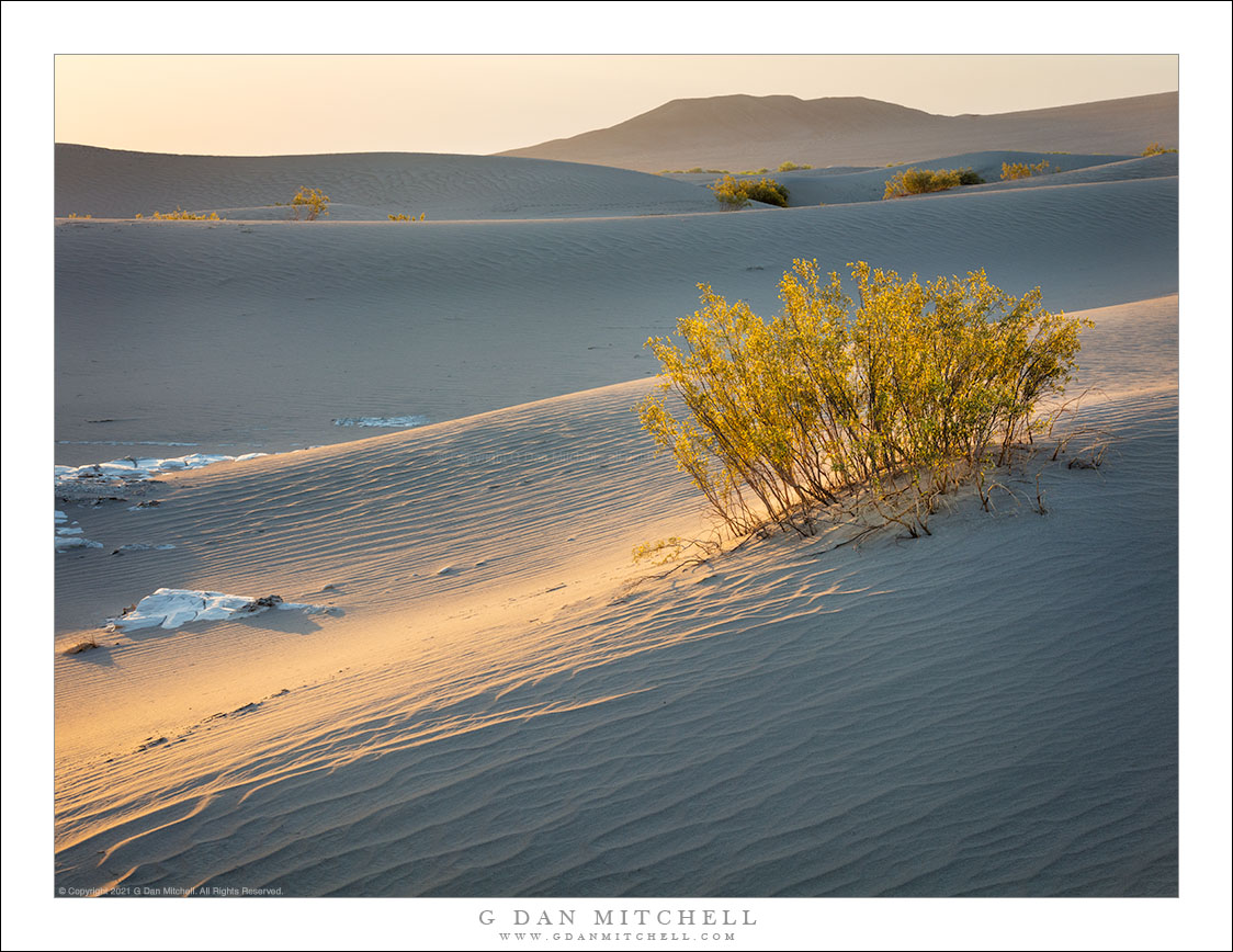 Creosote and Dunes in Morning Light