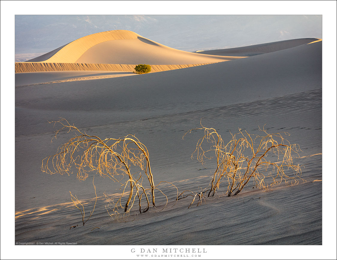 Dead Creosote, Dunes