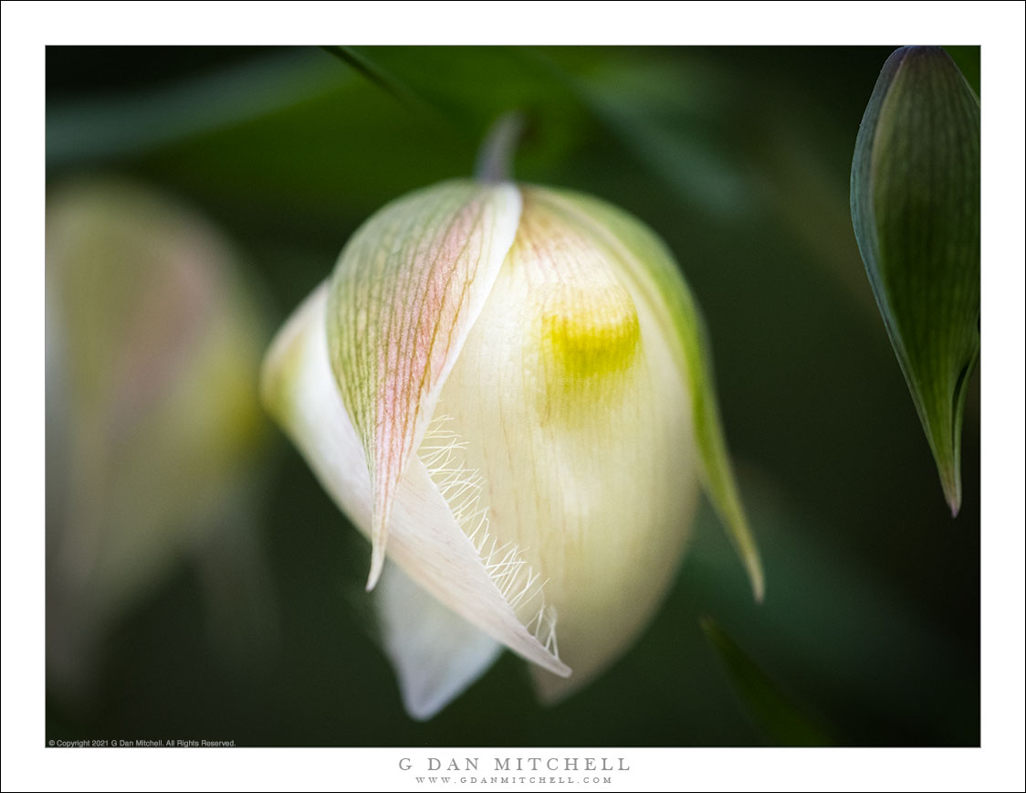 Fairy Lantern