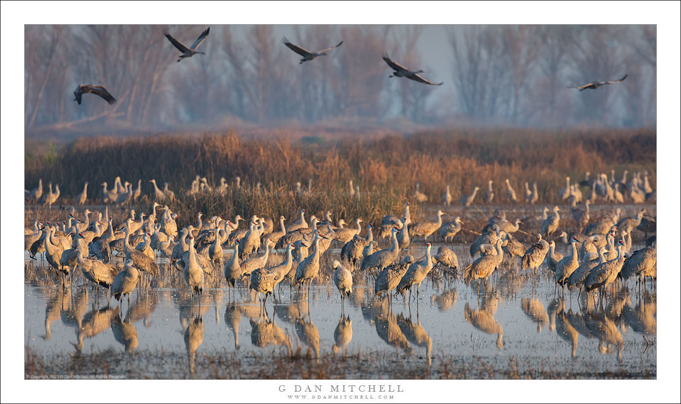 Sandhill Cranes, Winter Wetlands