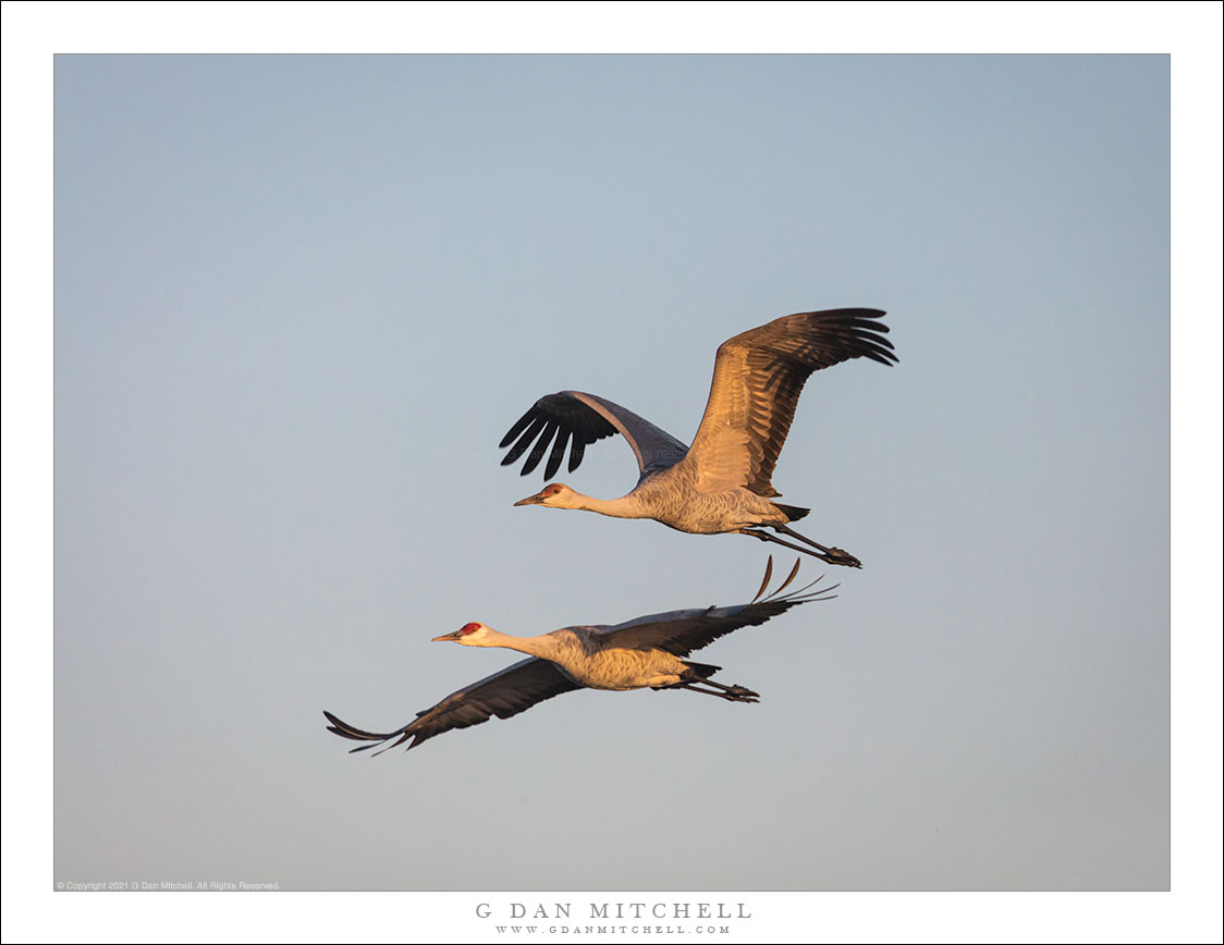 Two Cranes in Flight