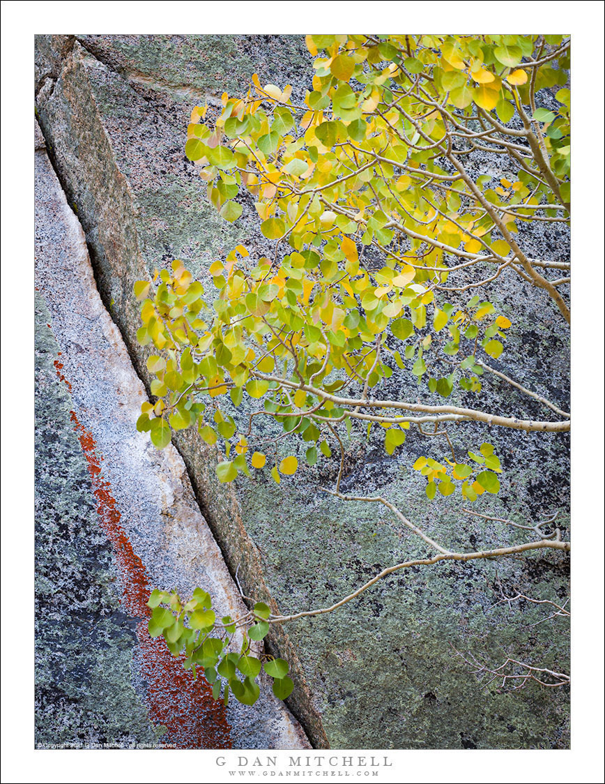 Aspen Leaves and Stone