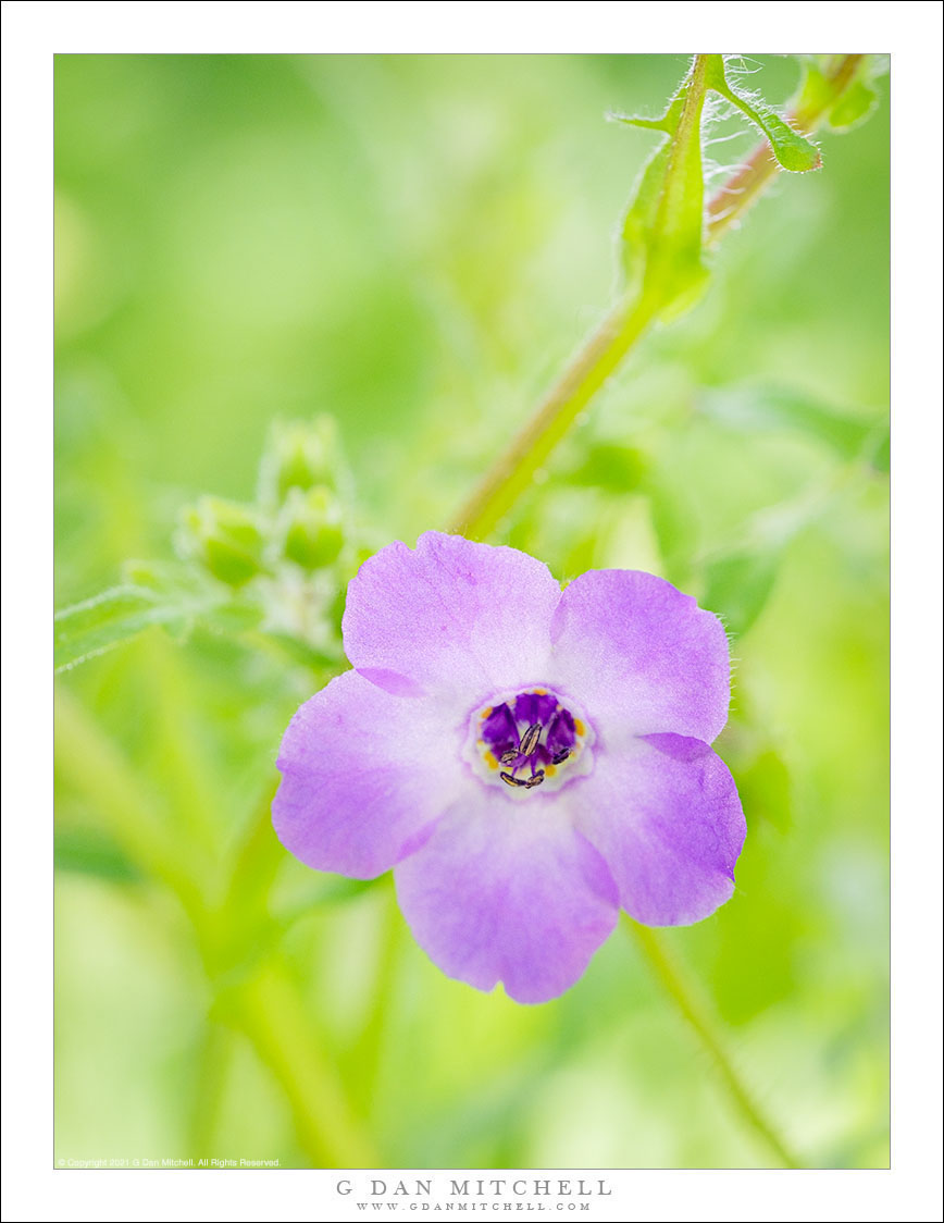 Fiesta Flower