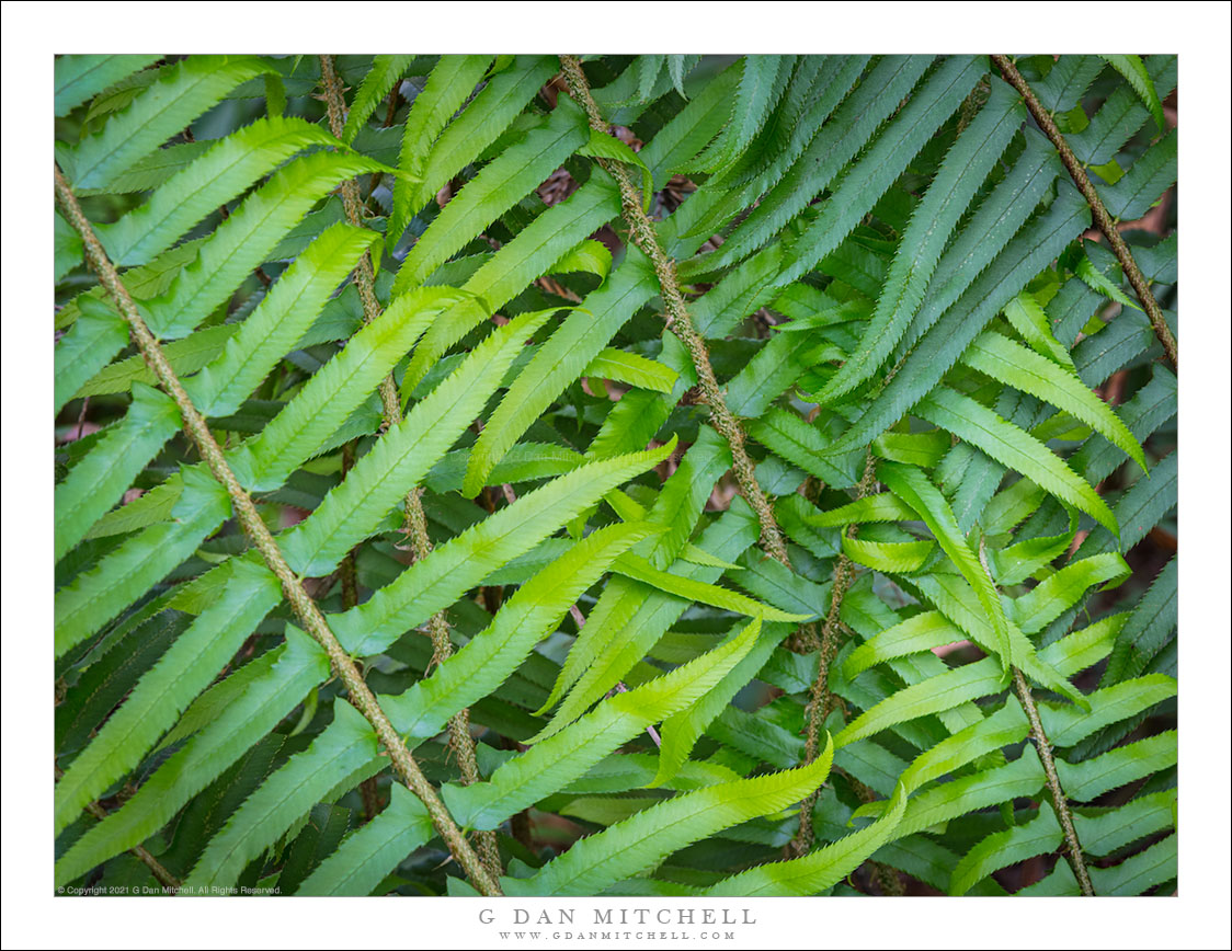 Redwood Forest Ferns