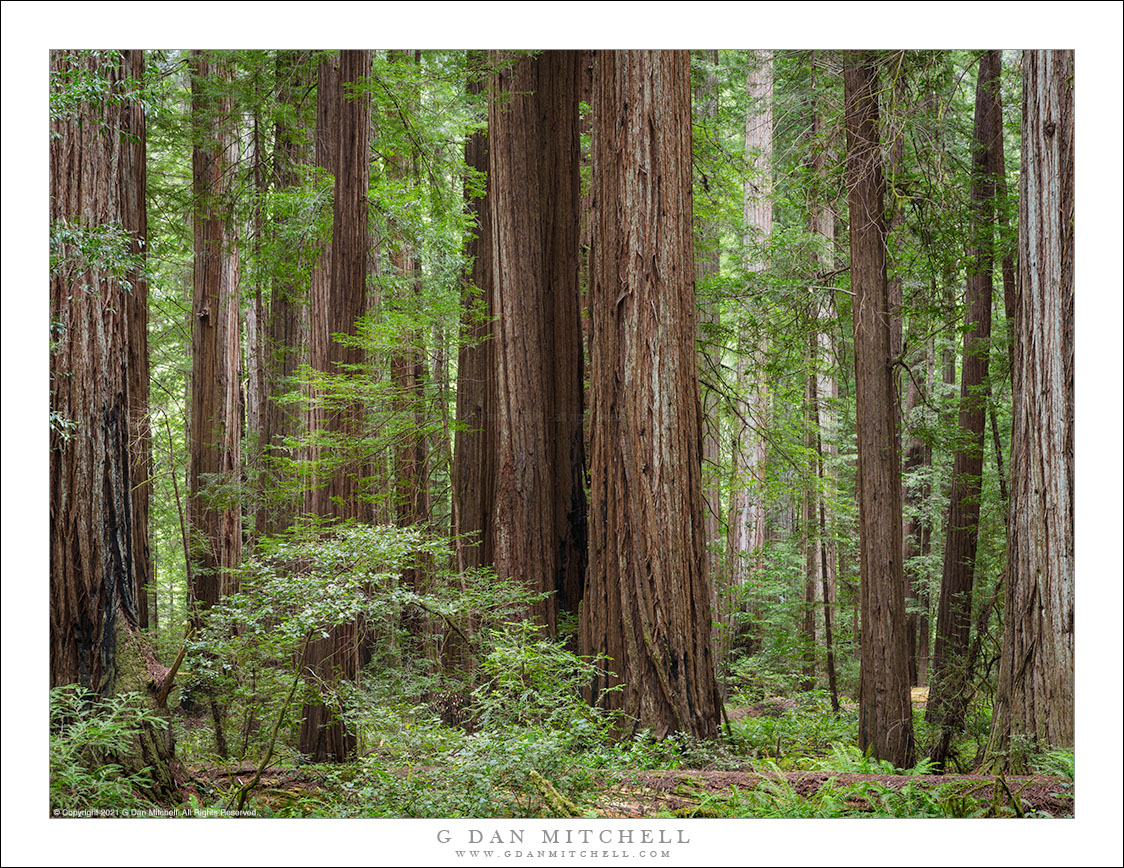 Redwood Grove, Humboldt Redwoods