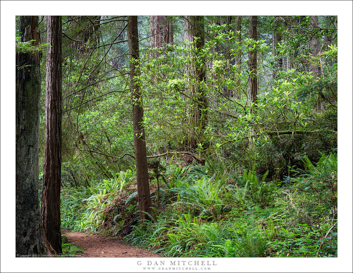 Redwood Trail, Spring Morning