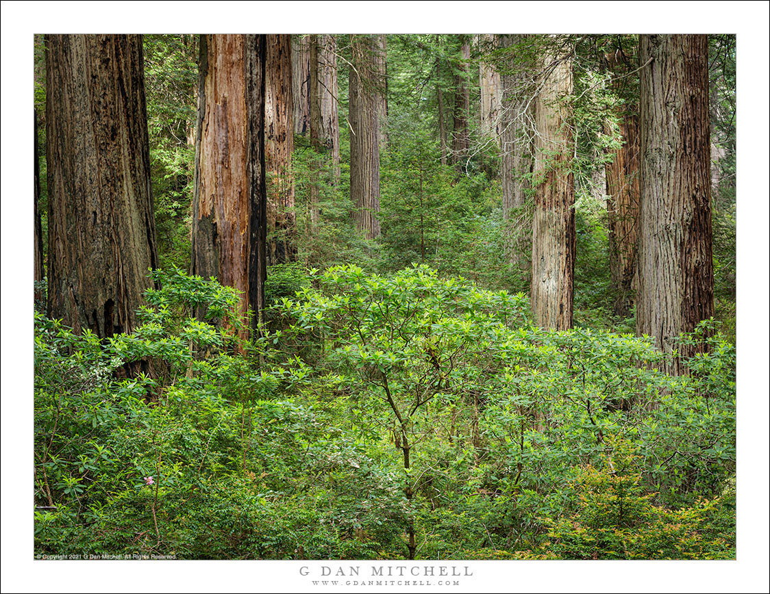 Redwoods and Rhododendrons