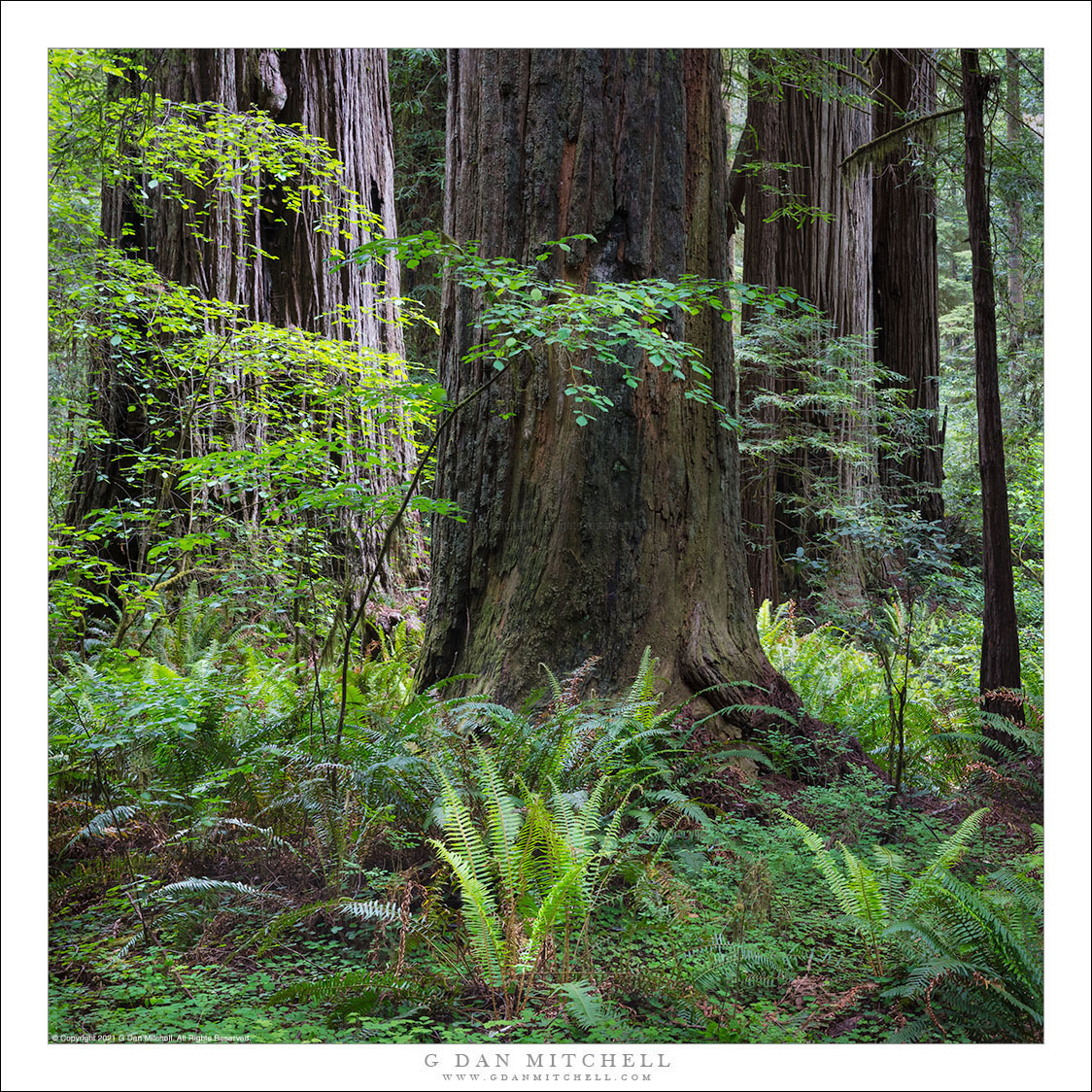 The Forest Floor