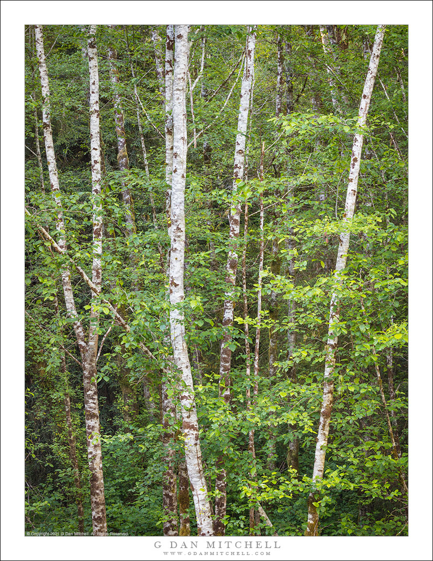 Forest, White Trunks