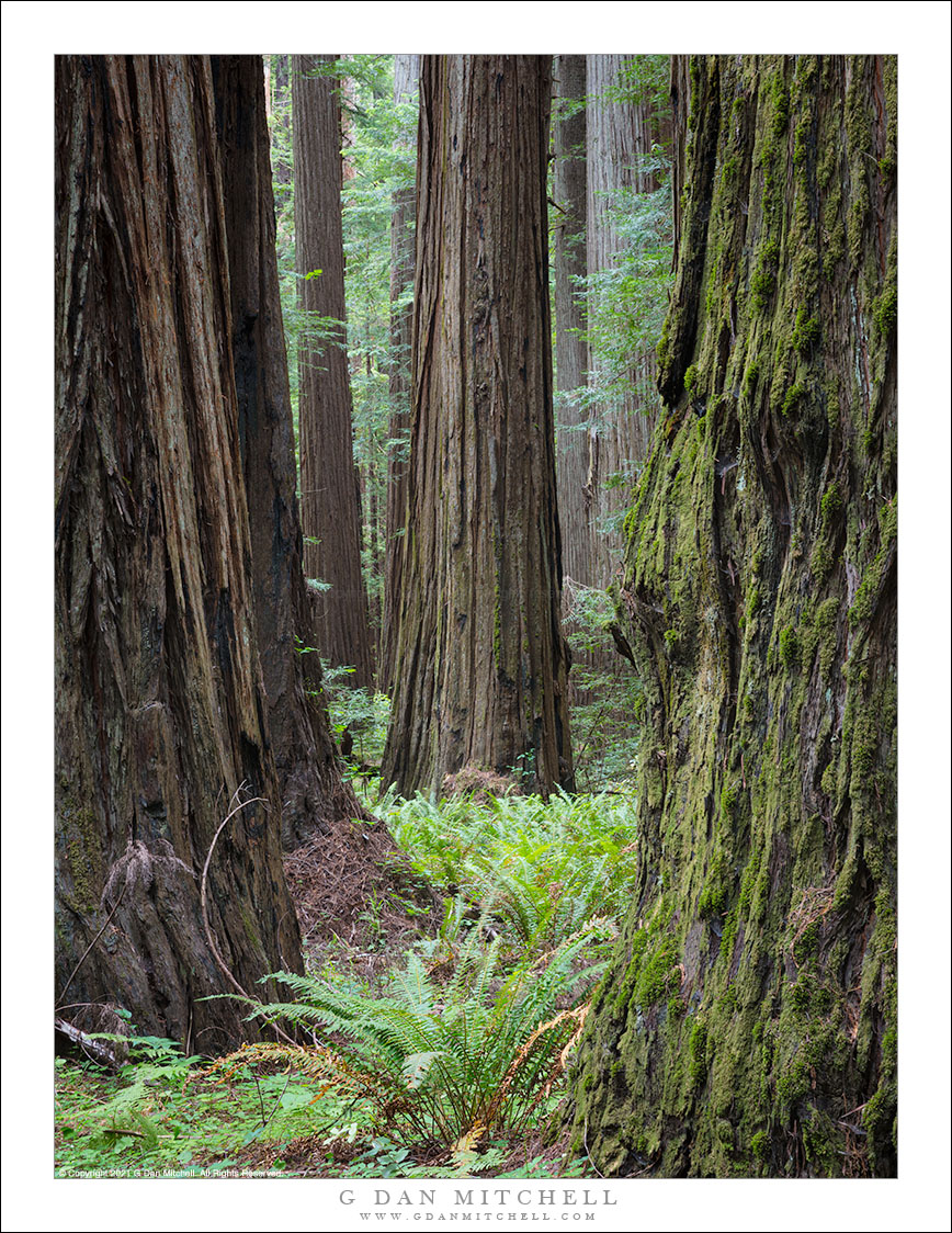 Old Growth Forest