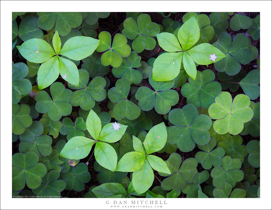 Redwood Forest Floor Foliage