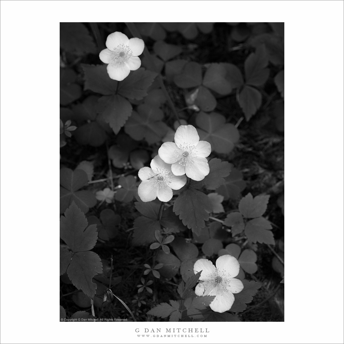 Redwood Forest Flowers